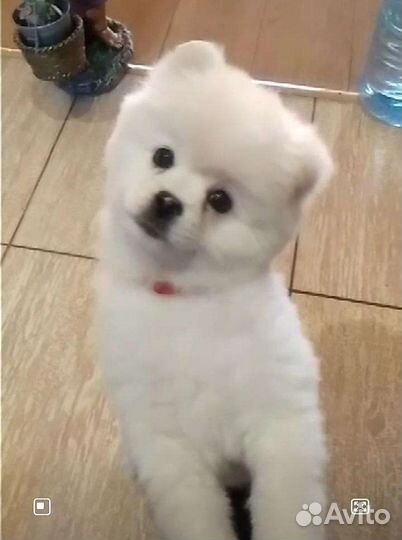 Щенки шпица