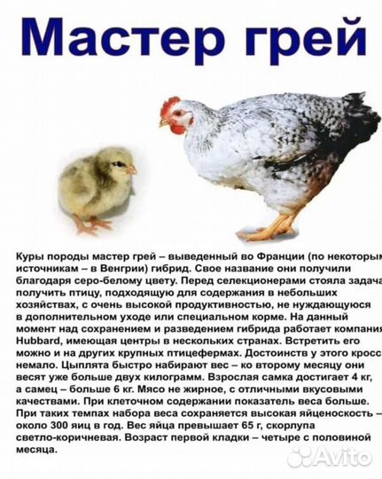 Цыплята мастер Грей, гризбар остались 85шт