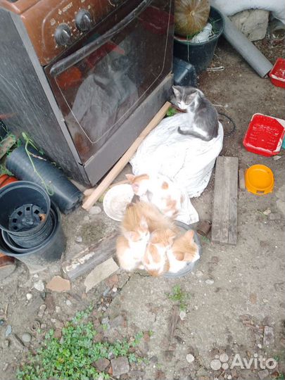 Котята в добрые руки мальчики и девочки