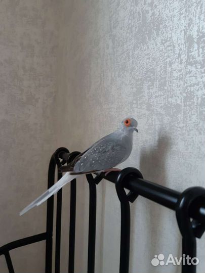 Бриллиантовая горлица