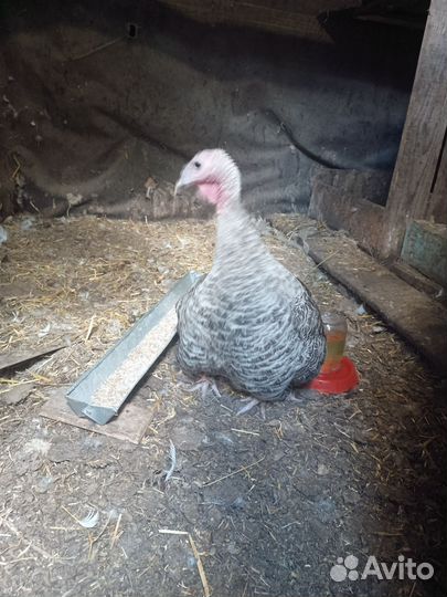 Индюки домашние
