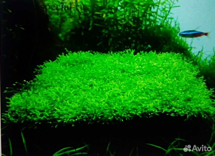 Аквариумные растения и рыбки самые непрехотливые