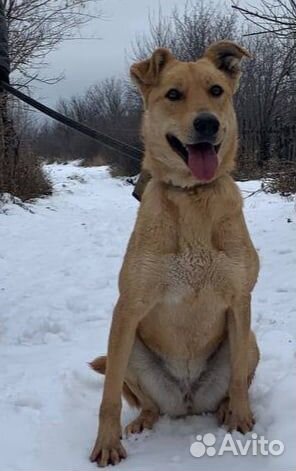 Витаминка. Обнимательная собака в добрые руки