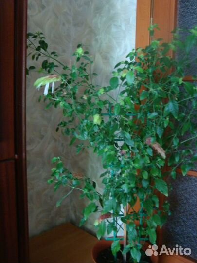 Белоперона и Абутилон (Китайский клен