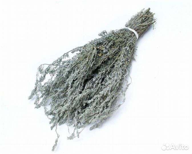 Полынь лимонная