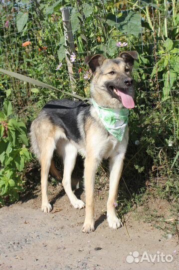 Собака из приюта в добрые руки