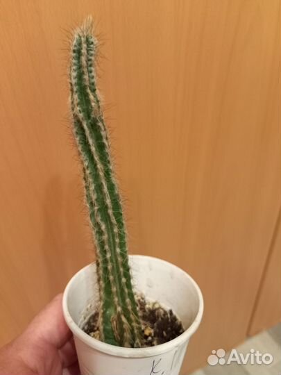 Кактусы и суккуленты