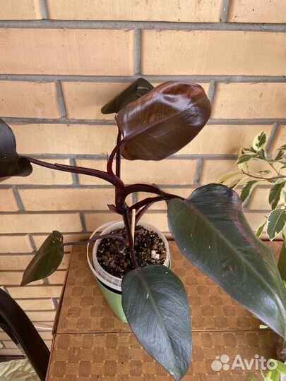 Розовая принцесса отдам