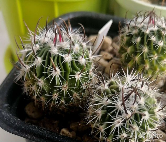 Кактусы редкие №2