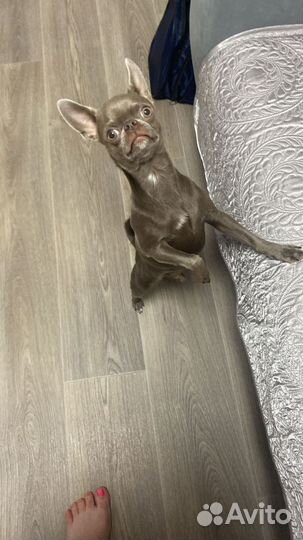 Чихуахуа мальчик вязка