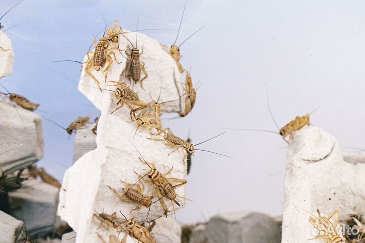 Сверчки кормовые