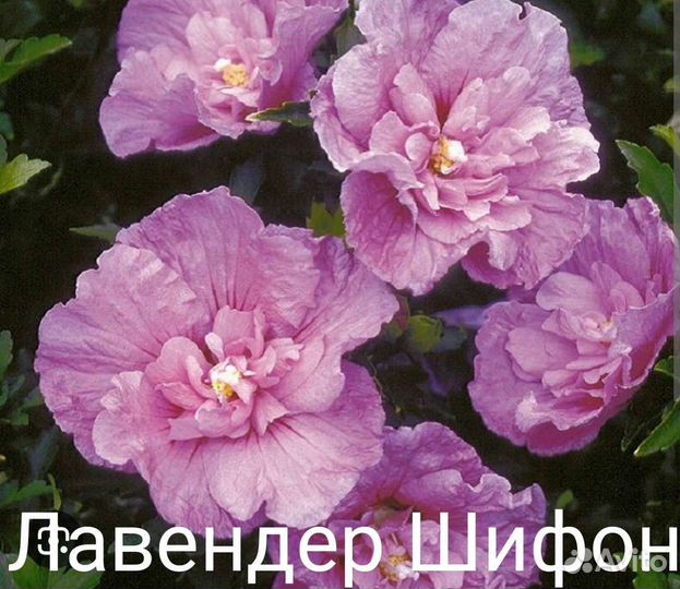 Гибискус махровый, уличные цветы многолетние