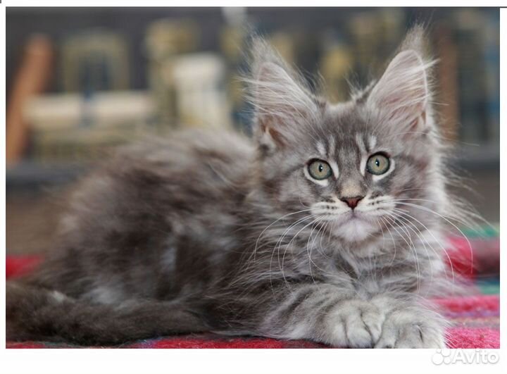 Мейнкунята и мейн кун на вязку