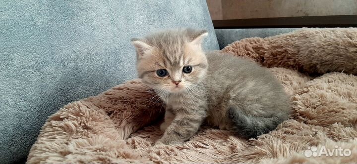 Британская шиншилла
