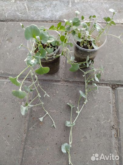 Дихондра серебристая