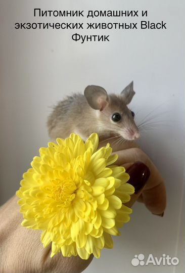 Акомис (иглистая мышь)