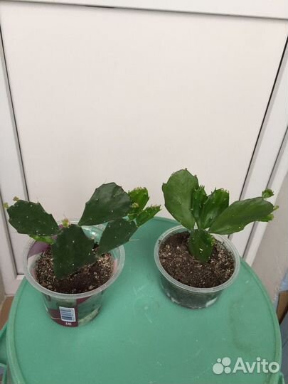 Опунция и молочай