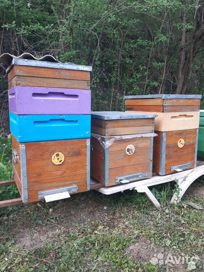 Ульи дадан 10 рамочный