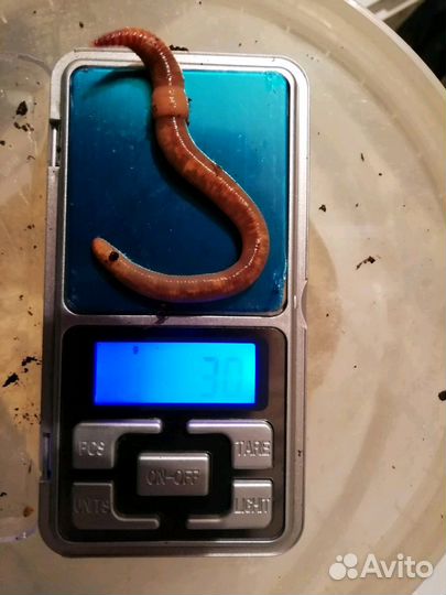 Продажа выползков (Дендробена Венета)