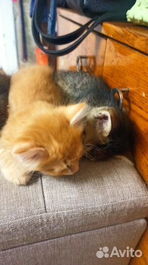 Котята от кошки мышловки