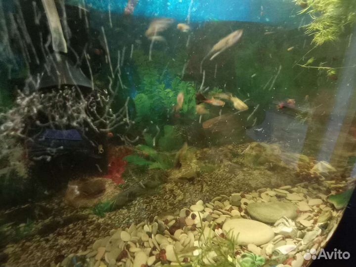 Аквариумные рыбки Гуппи