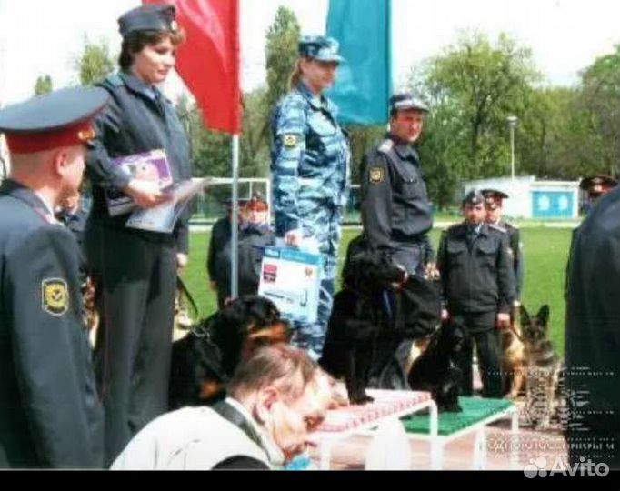 Дрессировка,гостиница