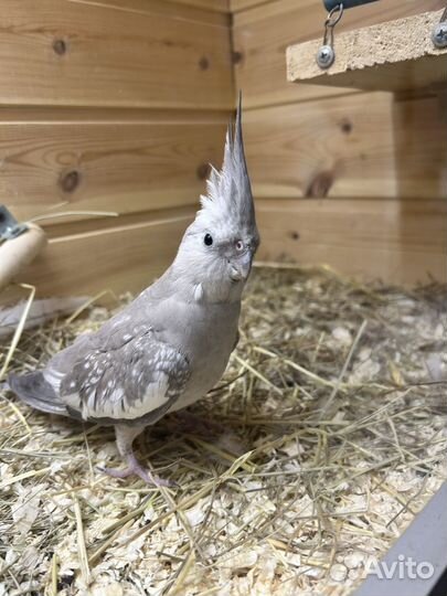 Попугай корелла девочка