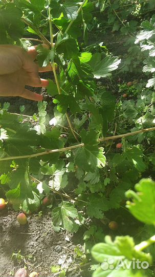 Крыжовник саженец