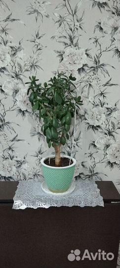 Денежное дерево толстянка