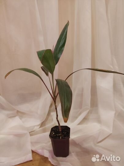 Кордилина розовая