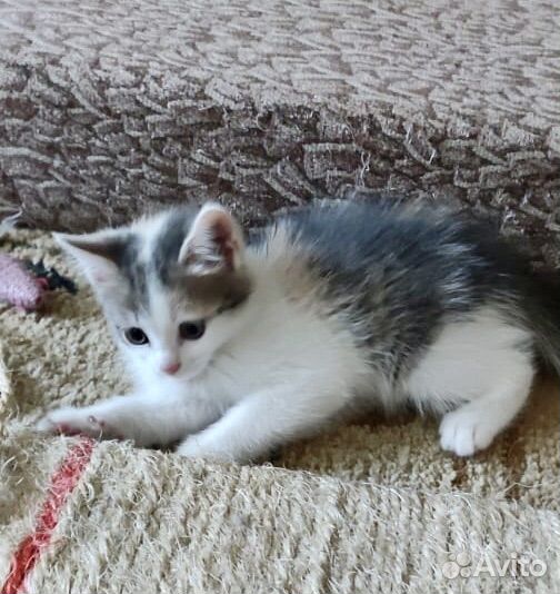 Славная малышка ищет дом