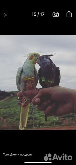 Подгузник попугаю