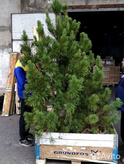 Саженцы сибирского кедра экстра класс