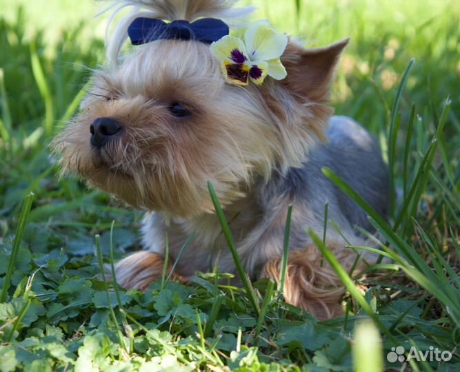 Йоркширский терьер мини беби фейс вязка