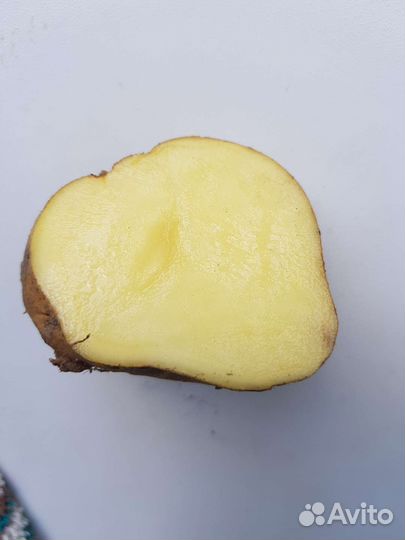 Семенной картофель Ривьера