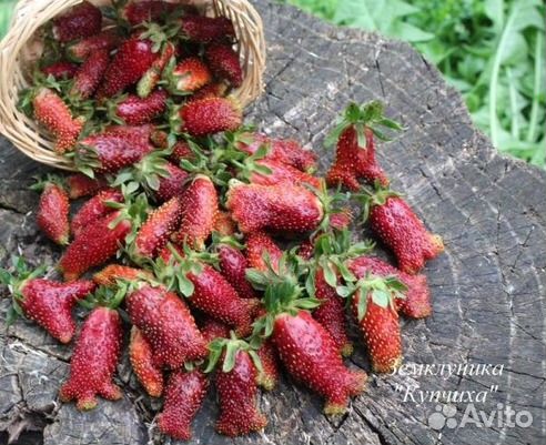 Земклуника Купчиха