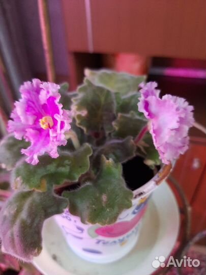 Сортовые фиалки цветущие