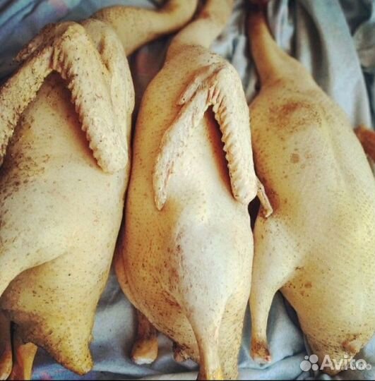 Мясо утки муларда