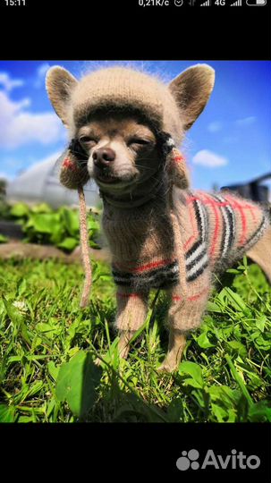 Шапочка для маленькой собачки