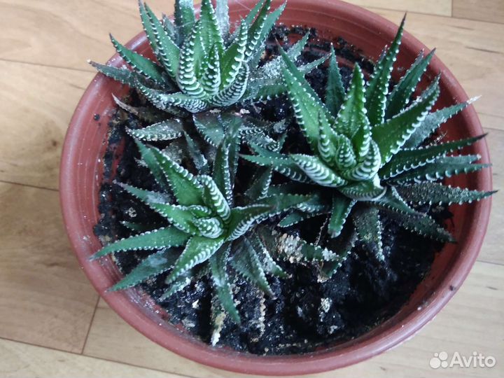 Кактус без шипов-хавортия