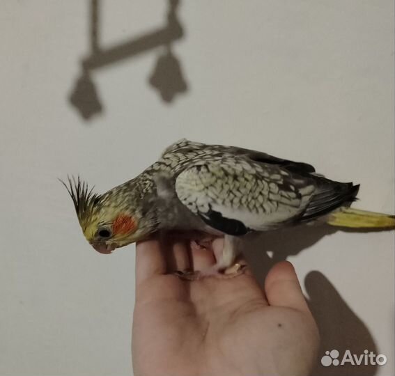 Попугай корелла птенец