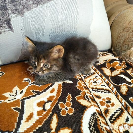 Котята бесплатно