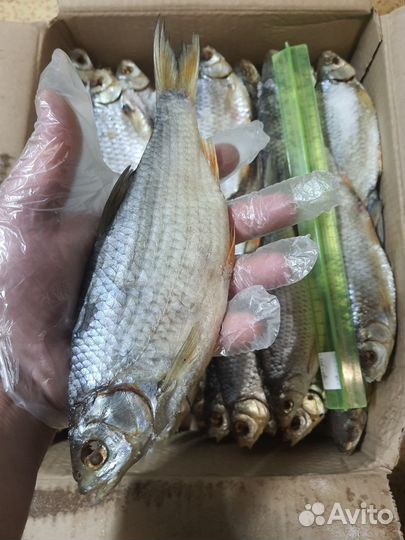 Вобла вяленая с икрой крупная Казахстан