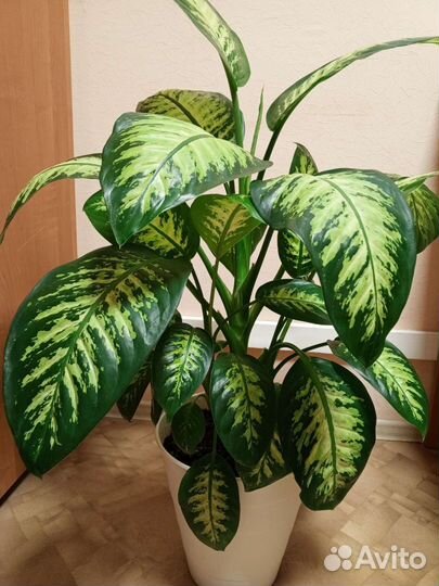 Диффенбахия