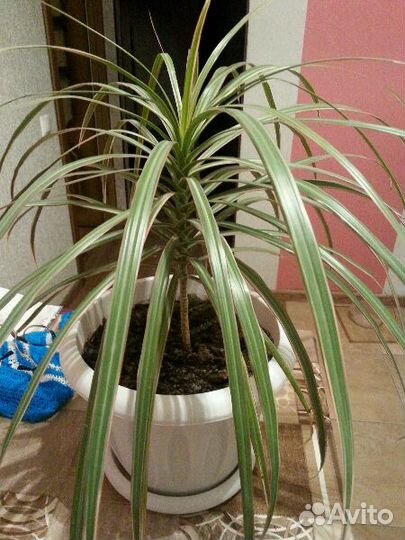 Продаю цветок