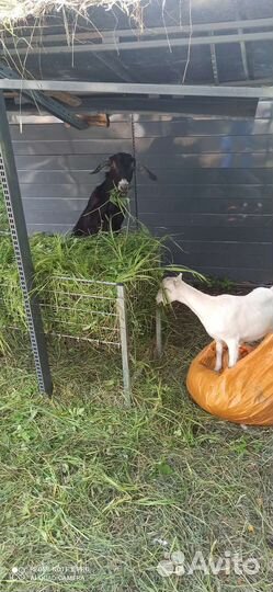 С/х животные