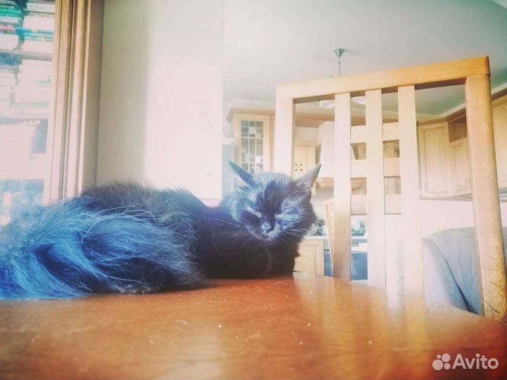 Добрая умная кошка ищет новый дом