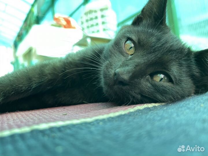 Черный котенок в добрые руки