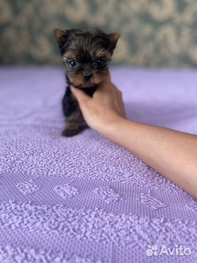 Микро девочка