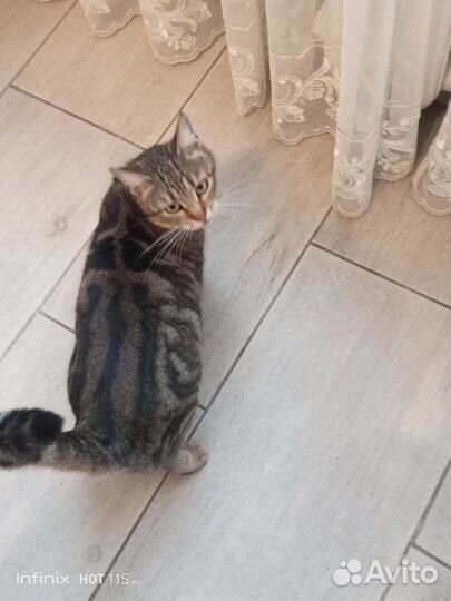 Кошка в дар